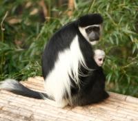 Colobus Monkey with White Haired Infant